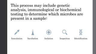 This process may include genetic
analysis, immunological or biochemical
testing to determine which microbes are
present in a sample:
Inoculation Incubation Isolation Inspection Identification
 