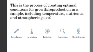 This is the process of creating optimal
conditions for growth/reproduction in a
sample, including temperature, nutrients,
and atmospheric gases:
Inoculation Incubation Isolation Inspection Identification
 
