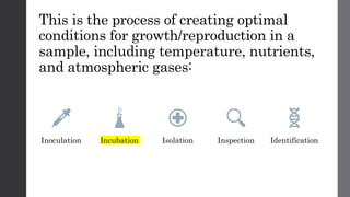This is the process of creating optimal
conditions for growth/reproduction in a
sample, including temperature, nutrients,
and atmospheric gases:
Inoculation Incubation Isolation Inspection Identification
 