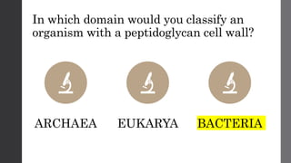 In which domain would you classify an
organism with a peptidoglycan cell wall?
ARCHAEA EUKARYA BACTERIA
 