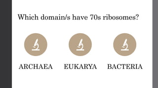 Which domain/s have 70s ribosomes?
ARCHAEA EUKARYA BACTERIA
 