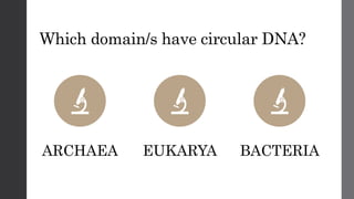 Which domain/s have circular DNA?
ARCHAEA EUKARYA BACTERIA
 