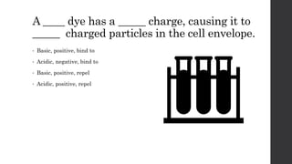 A ____ dye has a _____ charge, causing it to
_____ charged particles in the cell envelope.
• Basic, positive, bind to
• Acidic, negative, bind to
• Basic, positive, repel
• Acidic, positive, repel
 