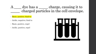 A ____ dye has a _____ charge, causing it to
_____ charged particles in the cell envelope.
• Basic, positive, bind to
• Acidic, negative, bind to
• Basic, positive, repel
• Acidic, positive, repel
 