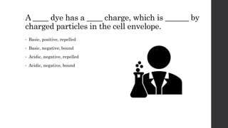 A ____ dye has a ____ charge, which is ______ by
charged particles in the cell envelope.
• Basic, positive, repelled
• Basic, negative, bound
• Acidic, negative, repelled
• Acidic, negative, bound
 