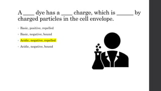 A ____ dye has a ____ charge, which is ______ by
charged particles in the cell envelope.
• Basic, positive, repelled
• Basic, negative, bound
• Acidic, negative, repelled
• Acidic, negative, bound
 
