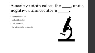 A positive stain colors the ____, and a
negative stain creates a _____.
• Background, cell
• Cell, silhouette
• Cell, contrast
• Envelope, colored sample
 
