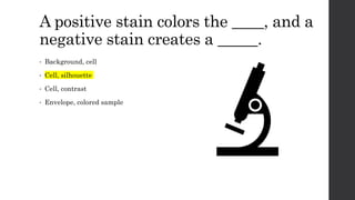A positive stain colors the ____, and a
negative stain creates a _____.
• Background, cell
• Cell, silhouette
• Cell, contrast
• Envelope, colored sample
 