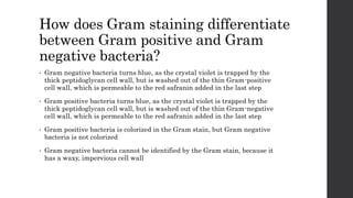 How does Gram staining differentiate
between Gram positive and Gram
negative bacteria?
• Gram negative bacteria turns blue, as the crystal violet is trapped by the
thick peptidoglycan cell wall, but is washed out of the thin Gram-positive
cell wall, which is permeable to the red safranin added in the last step
• Gram positive bacteria turns blue, as the crystal violet is trapped by the
thick peptidoglycan cell wall, but is washed out of the thin Gram-negative
cell wall, which is permeable to the red safranin added in the last step
• Gram positive bacteria is colorized in the Gram stain, but Gram negative
bacteria is not colorized
• Gram negative bacteria cannot be identified by the Gram stain, because it
has a waxy, impervious cell wall
 