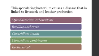 This sporulating bacterium causes a disease that is
linked to livestock and leather production:
Mycobacterium tuberculosis
Bacillus anthracis
Clostridium tetani
Clostridium perfringens
Escheria coli
 