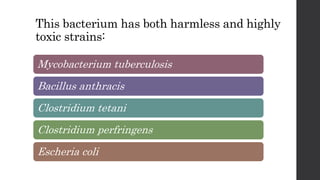 This bacterium has both harmless and highly
toxic strains:
Mycobacterium tuberculosis
Bacillus anthracis
Clostridium tetani
Clostridium perfringens
Escheria coli
 