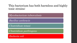 This bacterium has both harmless and highly
toxic strains:
Mycobacterium tuberculosis
Bacillus anthracis
Clostridium tetani
Clostridium perfringens
Escheria coli
 