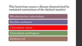 This bacterium causes a disease characterized by
sustained contractions of the skeletal muscles:
Mycobacterium tuberculosis
Bacillus anthracis
Clostridium tetani
Clostridium perfringens
Escheria coli
 
