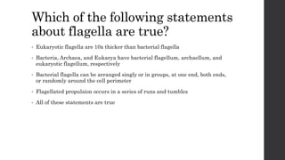 Which of the following statements
about flagella are true?
• Eukaryotic flagella are 10x thicker than bacterial flagella
• Bacteria, Archaea, and Eukarya have bacterial flagellum, archaellum, and
eukaryotic flagellum, respectively
• Bacterial flagella can be arranged singly or in groups, at one end, both ends,
or randomly around the cell perimeter
• Flagellated propulsion occurs in a series of runs and tumbles
• All of these statements are true
 