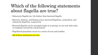 Which of the following statements
about flagella are true?
• Eukaryotic flagella are 10x thicker than bacterial flagella
• Bacteria, Archaea, and Eukarya have bacterial flagellum, archaellum, and
eukaryotic flagellum, respectively
• Bacterial flagella can be arranged singly or in groups, at one end, both ends,
or randomly around the cell perimeter
• Flagellated propulsion occurs in a series of runs and tumbles
• All of these statements are true
 