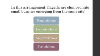 In this arrangement, flagella are clumped into
small bunches emerging from the same site:
Monotrichous
Lophotrichous
Amphitrichous
Peritrichous
 