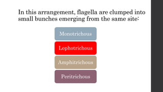In this arrangement, flagella are clumped into
small bunches emerging from the same site:
Monotrichous
Lophotrichous
Amphitrichous
Peritrichous
 