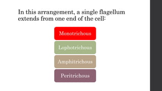 In this arrangement, a single flagellum
extends from one end of the cell:
Monotrichous
Lophotrichous
Amphitrichous
Peritrichous
 