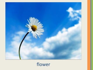 flower