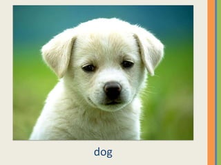 dog