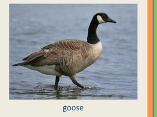 goose