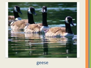 geese