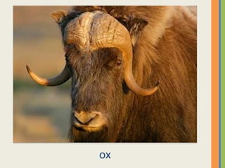 ox