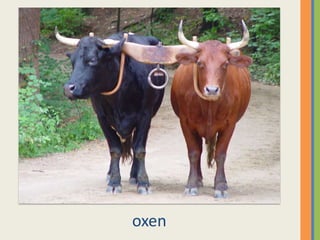 oxen