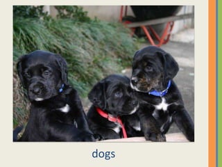 dogs
