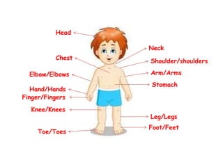 Neck 
Shoulder/shoulders 
Arm/Arms 
Stomach 
Leg/Legs 
Foot/Feet 
Head 
Chest 
Elbow/Elbows 
Hand/Hands 
Finger/Fingers 
Knee/Knees 
Toe/Toes 
 
