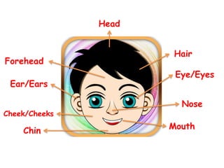 Hair 
Eye/Eyes 
Nose 
Mouth 
Forehead 
Ear/Ears 
Cheek/Cheeks 
Chin 
Head 
 