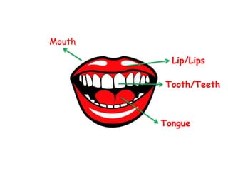 Lip/Lips 
Tooth/Teeth 
Tongue 
Mouth 
