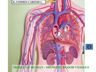 MODEL OF HUMAN - SHOWING BLOOD VESSELS
R. COMMON CAROTID A.
 