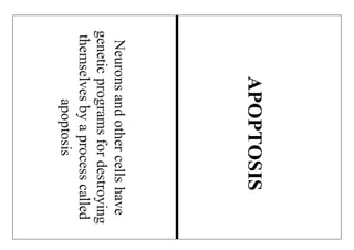 Neuronsandothercellshave
geneticprogramsfordestroying
themselvesbyaprocesscalled
apoptosis
APOPTOSIS
 