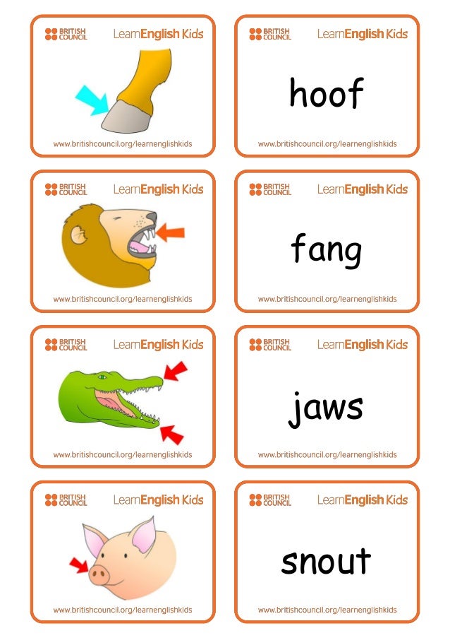 Animal Body Parts Classification Of Animals Lessons Tes Teach