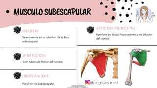 Flashcards-de-los-mu-241937-downloadable-844243_removed (1).pdf