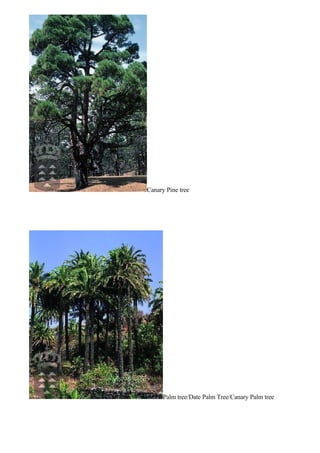 Canary Pine tree




      Palm tree/Date Palm Tree/Canary Palm tree
 
