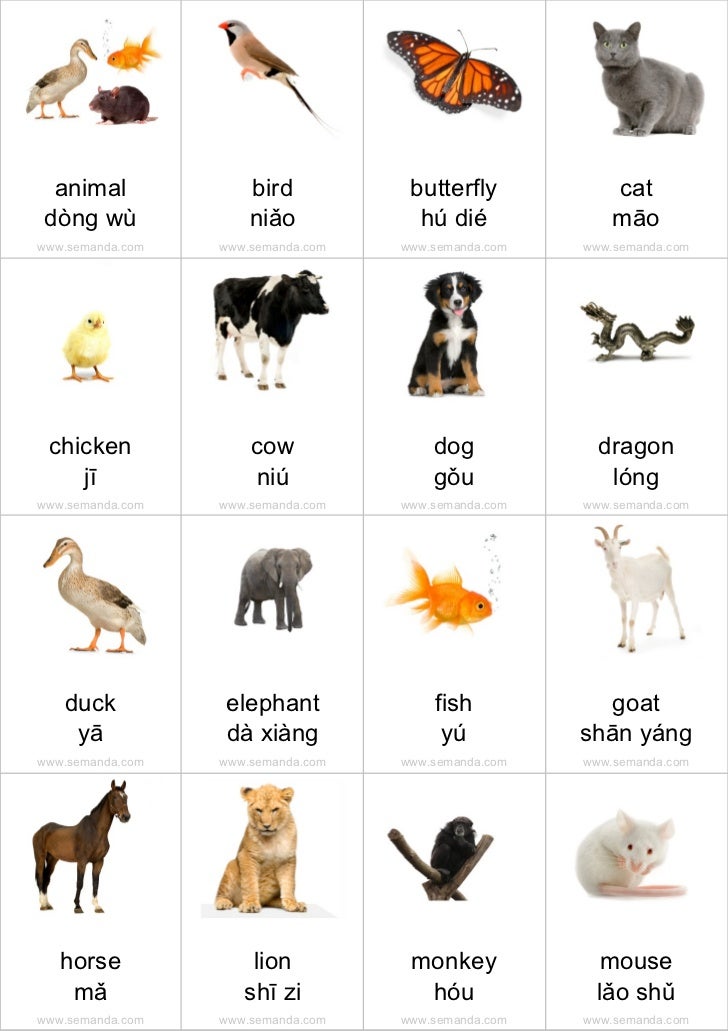 Flashcards animals
