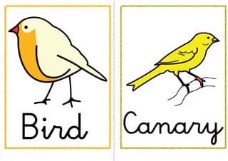 Bird   Canary
 