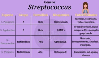 Streptococcus
Faringitis, escarlatina,
fiebre reumática.
Infección urinaria, sepsis
puerperal. RN: meningitis
y septicemia.
Neumonía,
bronconeumonía, sinusistis,
meningitis.
Endocarditis sub aguda y
abcesos.
Género
Especie Grupo Hemólisis Enfermedades
Bioquímica
S. Pyogenes A Beta Bacitracina S.
S. Agalactiae B Beta CAMP +
S.
Pneumoniae
No tipificado Alfa
Optoquina R
S. Viridans No tipificado Alfa
Optoquina S
 