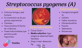 Coloniza faringe y piel
humana
Su transmisión se da por
gotitas respiratorias
Catalasa -
Tiene proteína M (factor
de virulencia)
Posee hialuronidasas que
permite evadir
fagocitosis
Streptococcus pyogenes (A)
Cocos Gram +
Medio selectivo: Agar
sangre se observará beta
hemólisis
Strep-A test: detección
Ag
Faringitis/amigdali
tis
Celulitis
Fiebre reumática
Glomerulonefritis
Fascitis
Septicemia
Mionecrosis
Generalidades
Dx de Laboratorio
Enfermedades
Penicilina
 