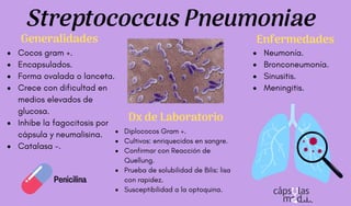 Cocos gram +.
Encapsulados.
Forma ovalada o lanceta.
Crece con dificultad en
medios elevados de
glucosa.
Inhibe la fagocitosis por
cápsula y neumalisina.
Catalasa -.
Streptococcus Pneumoniae
Diplococos Gram +.
Cultivos: enriquecidos en sangre.
Confirmar con Reacción de
Quellung.
Prueba de solubilidad de Bilis: lisa
con rapidez.
Susceptibilidad a la optoquina.
Neumonía.
Bronconeumonía.
Sinusitis.
Meningitis.
Generalidades
Dx de Laboratorio
Enfermedades
Penicilina
 