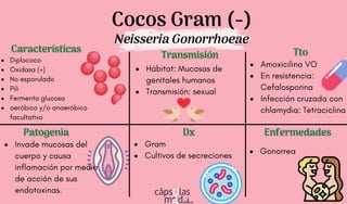 Cocos Gram (-)
Neisseria Gonorrhoeae
Características
Características
Patogenia
Patogenia
Transmisión
Transmisión
Dx
Dx
Tto
Tto
Diplococo
Oxidasa (+)
No esporulado
Pili
Fermenta glucosa
aeróbico y/o anaeróbico
facultativo
Amoxicilina VO
En resistencia:
Cefalosporina
Infección cruzada con
chlamydia: Tetraciclina
Invade mucosas del
cuerpo y causa
inflamación por medio
de acción de sus
endotoxinas.
Hábitat: Mucosas de
genitales humanos
Transmisión: sexual
Enfermedades
Enfermedades
Gram
Cultivos de secreciones
Gonorrea
 