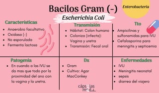 Bacilos Gram (-)
Escherichia Coli
Características
Características
Patogenia
Patogenia
Transmisión
Transmisión
Dx
Dx
Tto
Tto
Enfermedades
Enfermedades
Gram
Cultivo: Agar
MacConkey
IVU
Meningitis neonatal
sepsis
diarrea del viajero
Hábitat: Colon humano
Coloniza (infecta):
Vagina y uretra
Transmisión: Fecal oral
Ampicilinas y
sulfonamidas para IVU
Cefalosporina para
meningitis y septicemia
En cuando a las IVU se
da mas que todo por la
proximidad del ano con
la vagina y la uretra.
Enterobacteria
Anaerobio facultativo
Oxidasa (-)
No esporulada
Fermenta lactosa
 