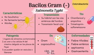 Bacilos Gram (-)
Salmonella Typhi
Características
Características
Patogenia
Patogenia
Transmisión
Transmisión
Dx
Dx
Tto
Tto
Ingesta de alimentos contaminados
se unen a las células M del
intestino delgado en las placas de
Peyer
se pueden quedar en vesículas o
liberarse
1.
2.
3.
Gram
coprocultivo
Fiebre tifoidea
Fiebre entérica
septicemia
Gastroenteritis
Enfermedades
Enfermedades
Enterobacteria
No facultativo
No fermenta lactosa
Móviles
Su hábitat son las vías
entéricas del hombre
Transmisión fecal-oral
Clramfenicol y
ampicilina
Trimetroprim-
sulfametazona
 