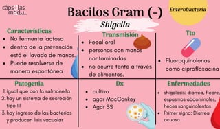 Bacilos Gram (-)
Shigella
Características
Características
Patogenia
Patogenia
Transmisión
Transmisión
Dx
Dx
Tto
Tto
Enfermedades
Enfermedades
No fermenta lactosa
dentro de la prevención
está el lavado de manos.
Puede resolverse de
manera espontánea
Fecal oral
personas con manos
contaminadas
no ocurre tanto a través
de alimentos.
igual que con la salmonella
hay un sistema de secreción
tipo III
hay ingreso de las bacterias
y producen lisis vacuolar
1.
2.
3.
shigelosis: diarrea, fiebre,
espasmos abdominales,
heces sanguinolentas
Primer signo: Diarrea
acuosa
cultivo
agar MacConkey
Agar SS
Enterobacteria
Fluoroquinolonas
como ciprofloxacina
 