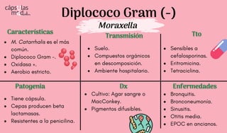 Diplococo Gram (-)
Moraxella
Características
Características
Patogenia
Patogenia
Transmisión
Transmisión
Dx
Dx
Tto
Tto
M. Catarrhalis es el más
común.
Diplococo Gram -.
Oxidasa +.
Aerobio estricto.
Tiene cápsula.
Cepas producen beta
lactamasas.
Resistentes a la penicilina.
Bronquitis.
Bronconeumonía.
Sinusitis.
Otitis media.
EPOC en ancianos.
Enfermedades
Enfermedades
Suelo.
Compuestos orgánicos
en descomposición.
Ambiente hospitalario.
Cultivo: Agar sangre o
MacConkey.
Pigmentos difusibles.
Sensibles a
cefalosporinas.
Eritromicina.
Tetraciclina.
 