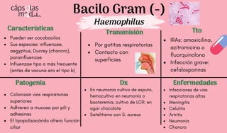 Bacilo Gram (-)
Haemophilus
Características
Características
Patogenia
Patogenia
Transmisión
Transmisión
Dx
Dx
Tto
Tto
Pueden ser cocobacilos
Sus especies: influenzae,
aegyptius, Ducrey (chancro),
parainfluenzae
Influenzae tipo a más frecuente
(antes de vacuna era el tipo b)
Colonizan vías respiratorias
superiores
Adhieren a mucosa por pili y
adhesinas
El lipopolisacárido altera función
ciliar
Infecciones de vías
respiratorias altas
Meningitis
Celulitis
Artritis
Neumonía
Chancro
Enfermedades
Enfermedades
Por gotitas respiratorias
Contacto con
superficies
En neumonía cultivo de esputo,
hemocultivo en neumonía o
bacteremia, cultivo de LCR: en
agar chocolate
Satelitismo con S. aureus
IRAs: amoxicilina,
azitromicina o
fluorquinolona
Infección grave:
cefalosporinas
 