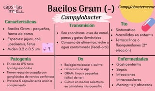 Bacilos Gram (-)
Campylobacter
Características
Características
Patogenia
Patogenia
Transmisión
Transmisión
Dx
Dx
Tto
Tto
Enfermedades
Enfermedades
Bacilos Gram - pequeños,
forma de coma
Especies: jejuni, coli,
upsaliensis, fetus
Miden 0.2 a 0.5 um
Son zoonóticas: aves de corral,
perros y gatos domésticos
Consumo de alimentos, leche o
agua contaminada (fecal-oral)
En vez de LPS tiene
lipooligosacáridos
Tienen reacción cruzada con
gangliósidos de nervios periféricos
Proteína S capsular evita unión a
complemento
Gastroenteritis
Sepsis
Infecciones
intravasculares
Meningitis y abscesos
Biología molecular > cultivo
Detección de Ags
GRAM: finos y pequeños
(difícil de ver)
Cultivo en medios selectivos
en atmósfera microaerófila
Sintomático
Macrólidos en enteritis
Tetraciclinas o
fluorquinolones (2°
elección)
Campylobacteraceae
 