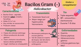 Bacilos Gram (-)
Helicobacter
Características
Características
Patogenia
Patogenia
Transmisión
Transmisión
Dx
Dx
Bacilos Gram - espirales
Especies: pylori, cinaedi y
fennelliae
Miden 0.5 a 1 um
Muy móviles: en sacacorchos
Producen ureasa
Capaz de colonizar estómago
Alteran producción de ácido
gástrico
VacA: citotoxina vacuolizante,
lesiona células epiteliales
CagA: interfiere en citoesqueleto
Gastritis
Úlceras pépticas
Adneocarcinoma
gástrico
Linfomas gástricos tipo
MALT
Microscopía posbiopsia de
mucosa gástrica
Test de ureasa en muestra
de biopsia, test del aliento
Cultivo solo para hacer
antibiograma
Transmisión fecal oral
Mayor riesgo por
higiene pobre,
hacinamiento
Triple esquema:
IBP + amoxicilina +
claritromicina
Durante 7-10 días
Tto
Tto
Enfermedades
Enfermedades
Similar a
campylobacter
 